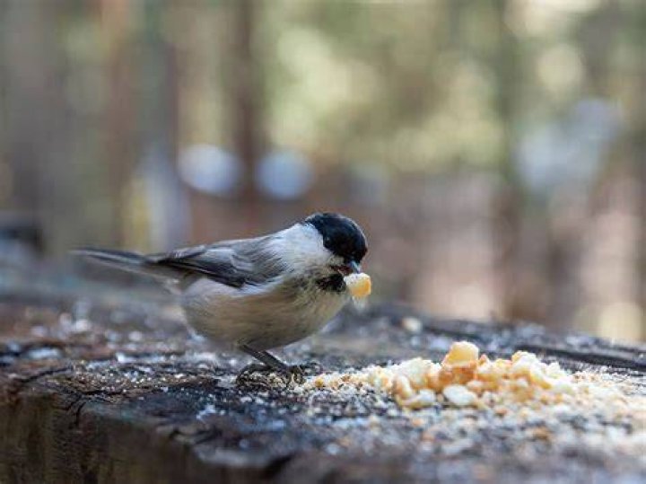 Are breadcrumbs bad for birds