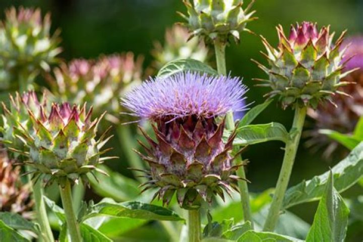 Are cardoons perennial