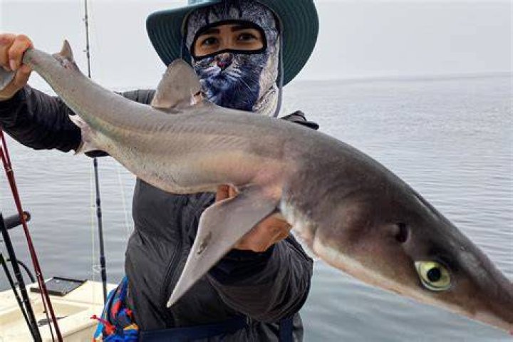 Are dogfish aggressive