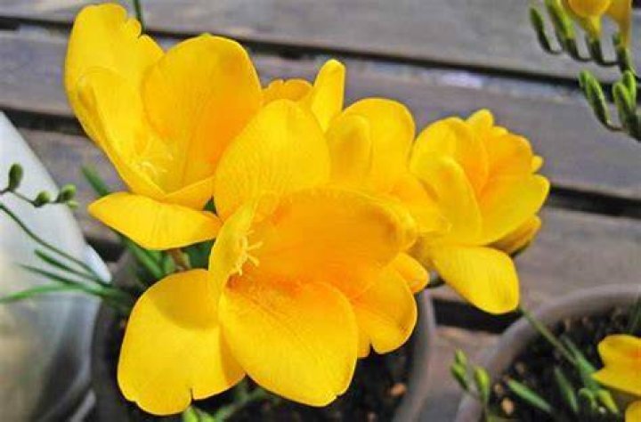 Are freesias poisonous
