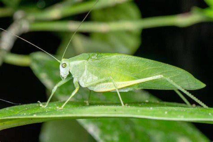 Are katydids good bugs