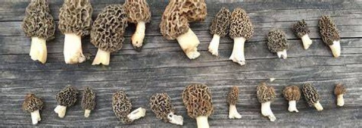 Are morels mycorrhizal