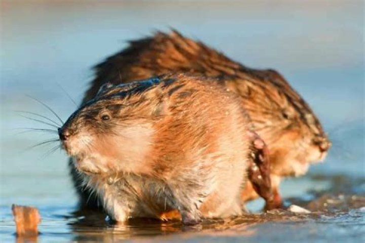 Are muskrats dangerous