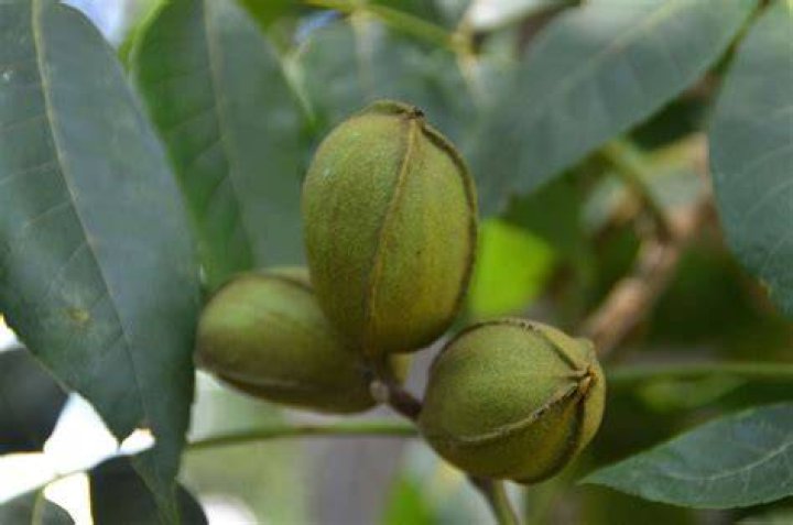Are pecan leaves toxic