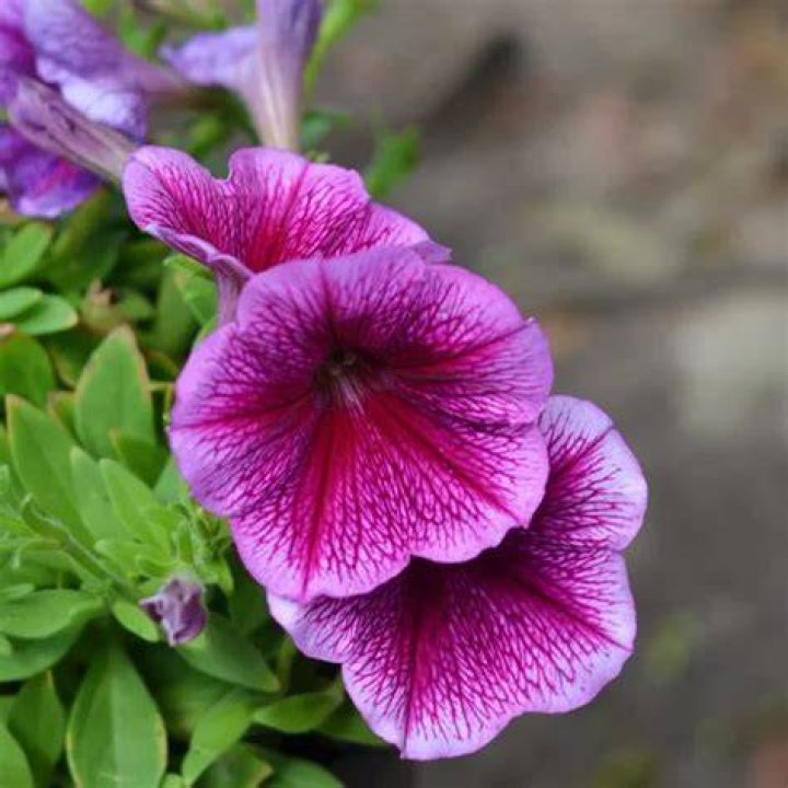 Are Petunia perennials