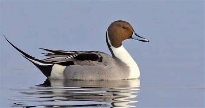 Are pintail ducks rare