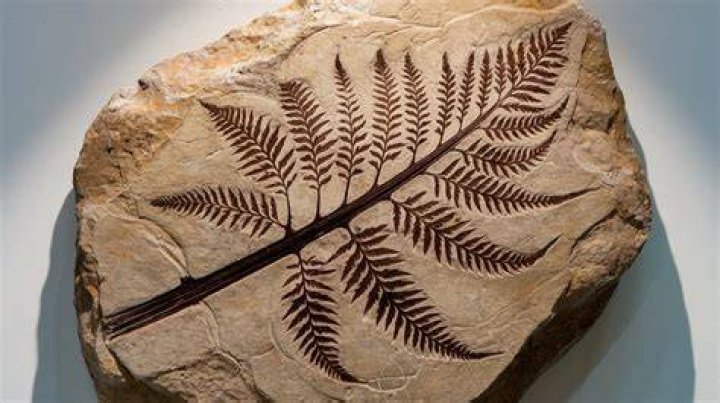 Are plant fossils rare