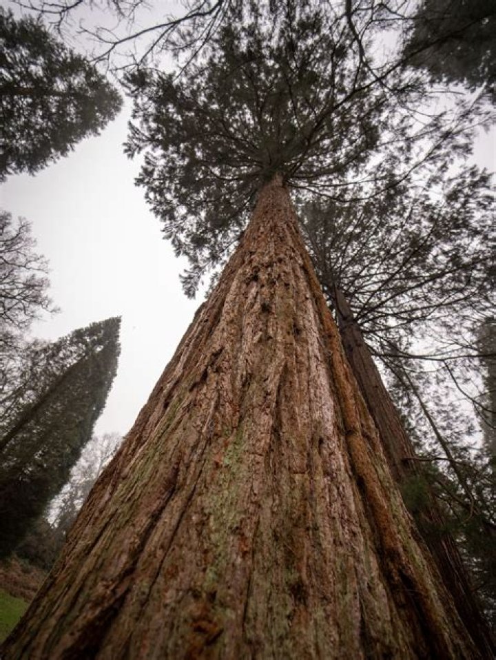 Are redwoods fir trees