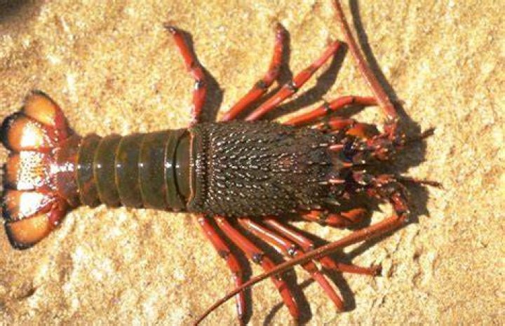 Are rock lobsters real