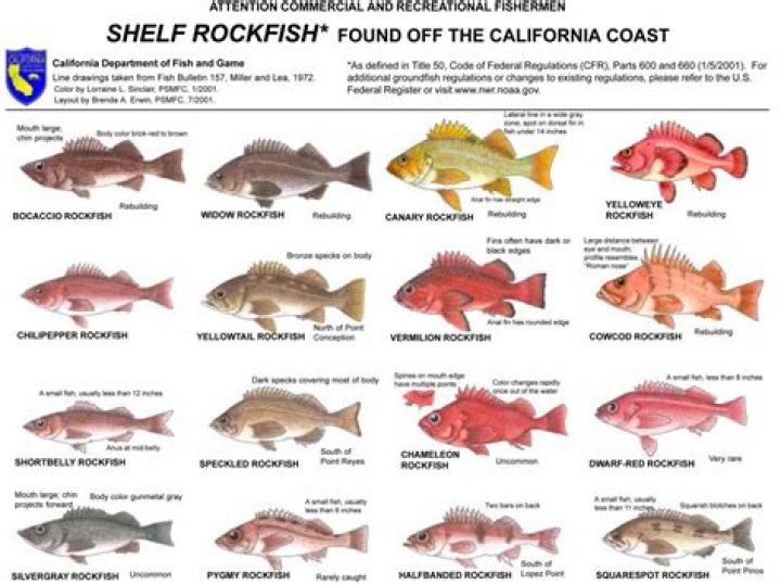 Are rockfish protected