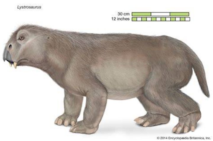 Are Thecodonts mammals
