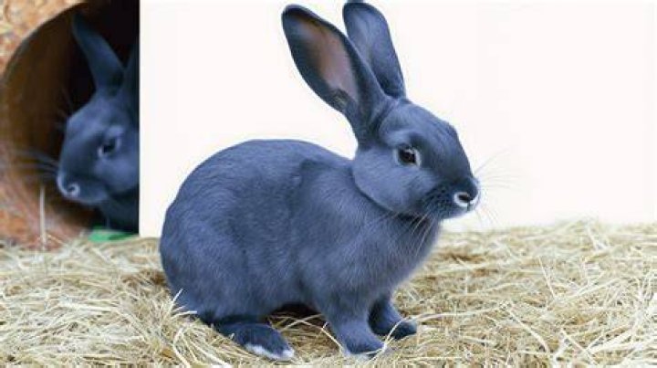 Are there blue rabbits