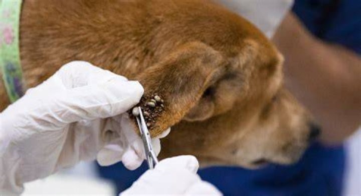 Can a vet remove ticks