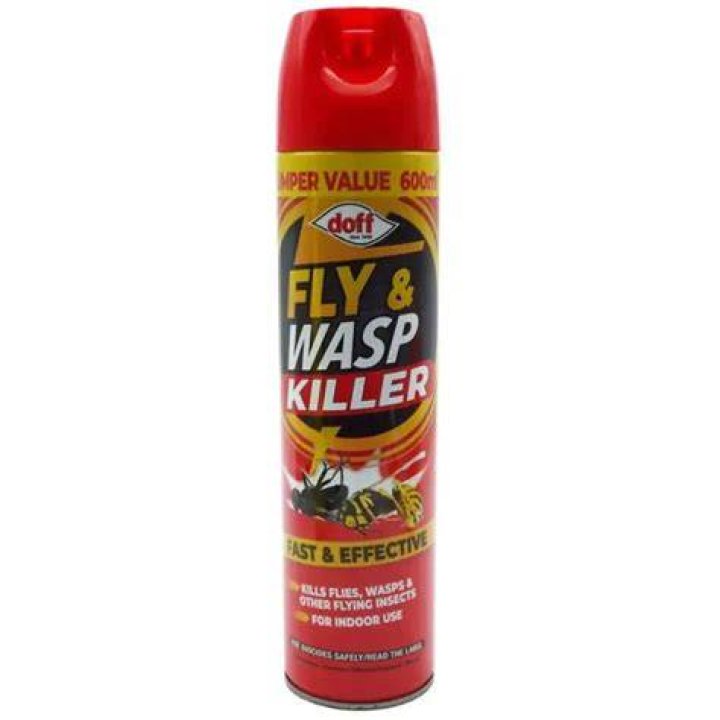 Can a wasp kill a fly