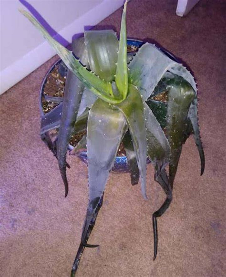 Can aloe survive frost