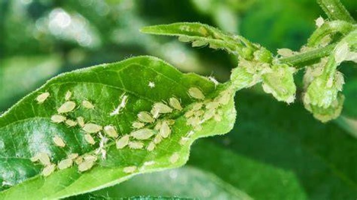 Can aphids kill plants