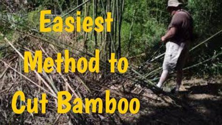 Can bamboo be cut back