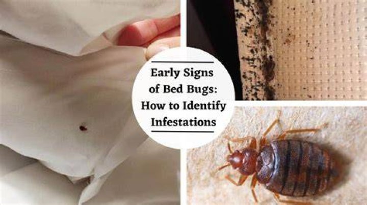 Can bed bugs be skinny
