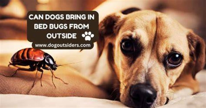 Can bed bugs hurt dogs