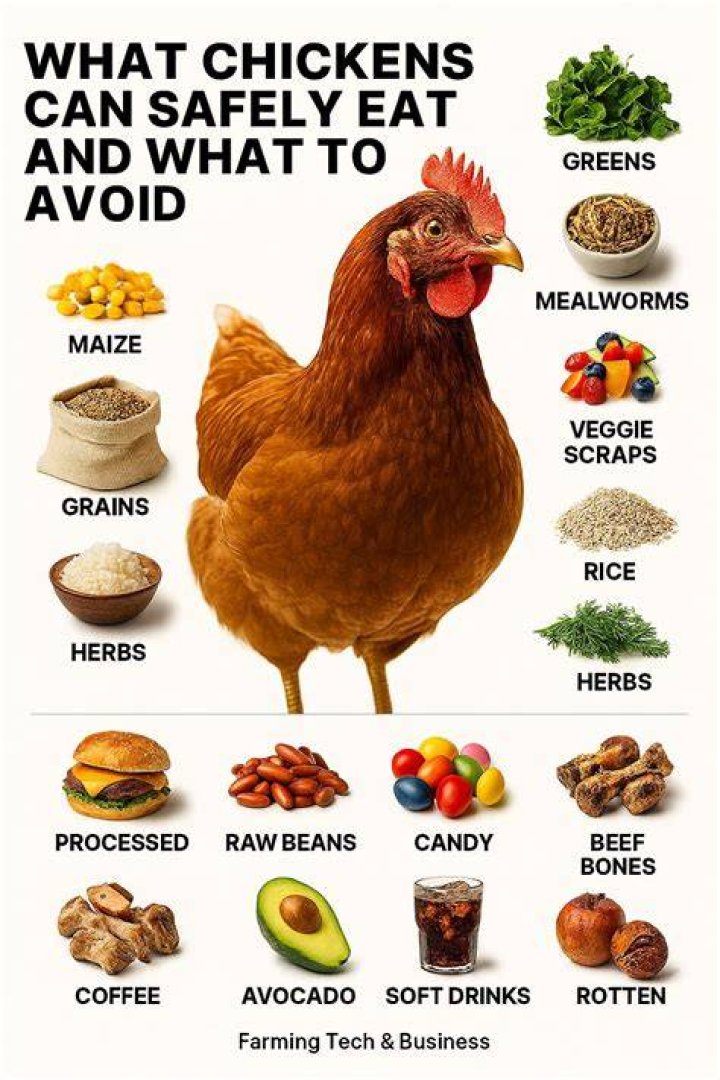 Can chickens eat kefir