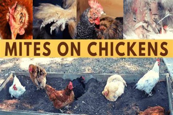 Can chickens have mold