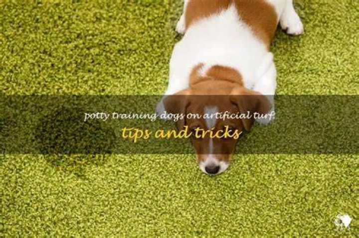 Can dogs potty on turf