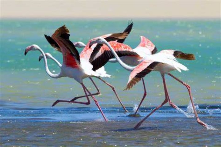 Can flamingos kill you