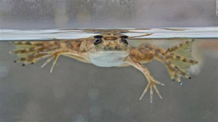 Can frogs regrow limbs