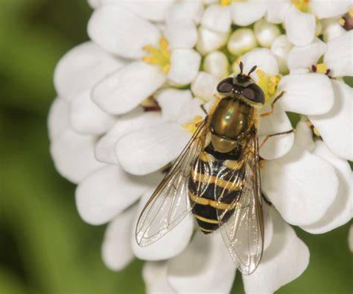 Can Hoverflies hurt
