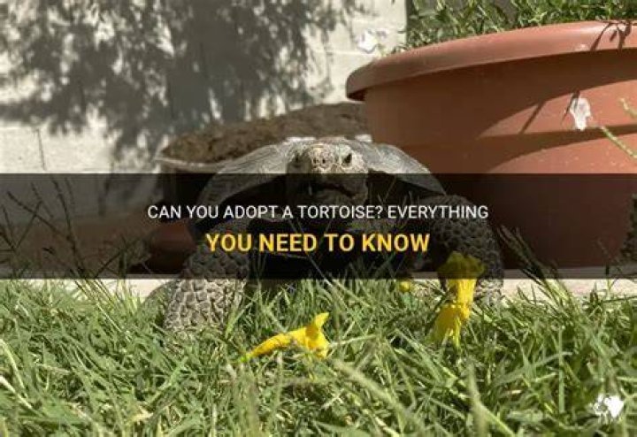 Can I adopt a tortoise