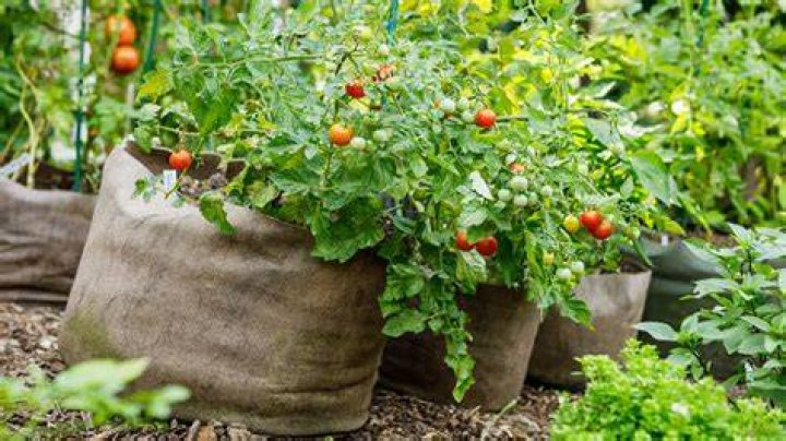 Can I grow grafted tomatoes in grow bags