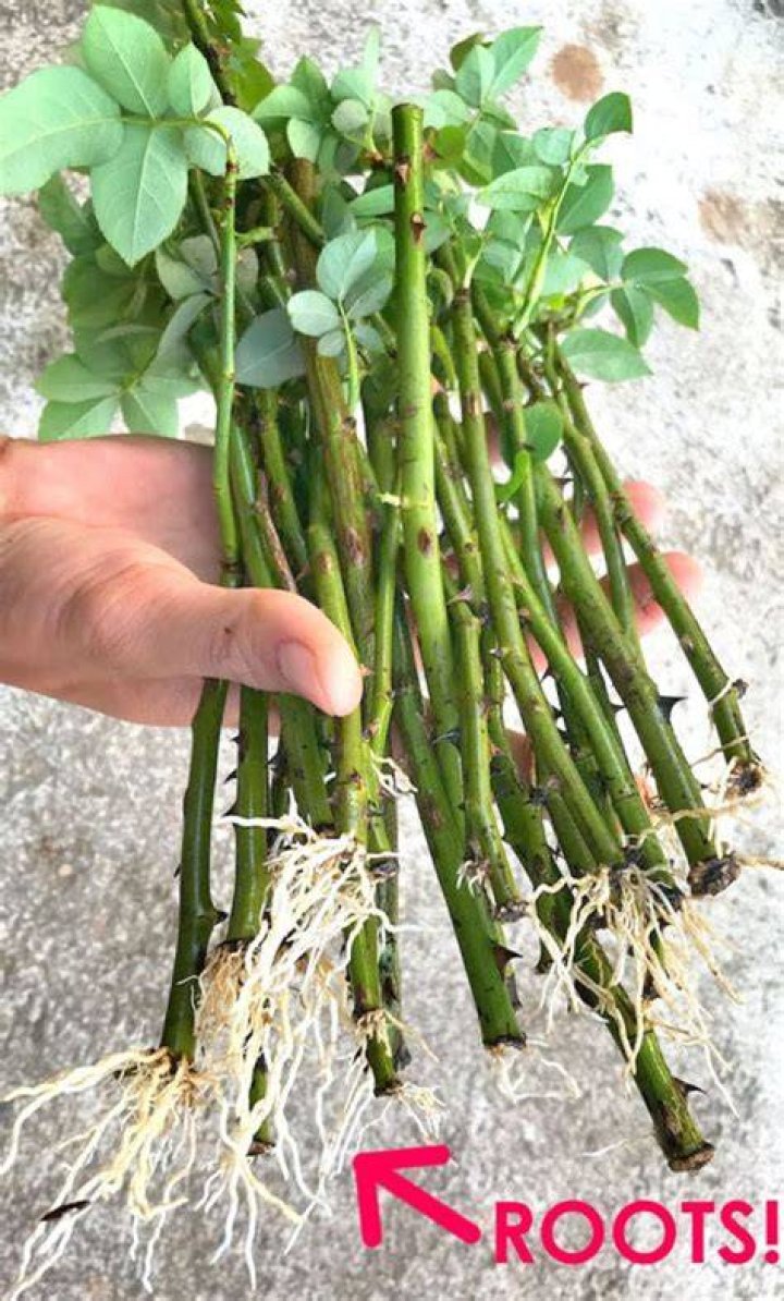 Can I root a rose stem