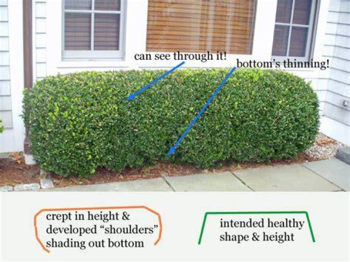 Can I trim boxwoods in the fall