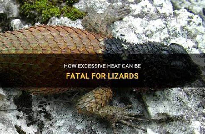 Can lizards sense heat