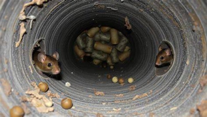 Can mice live in stoves