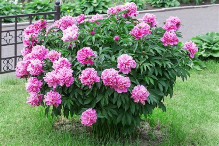 Can peonies grow in CA