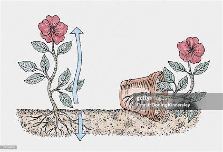 Can roots grow upwards