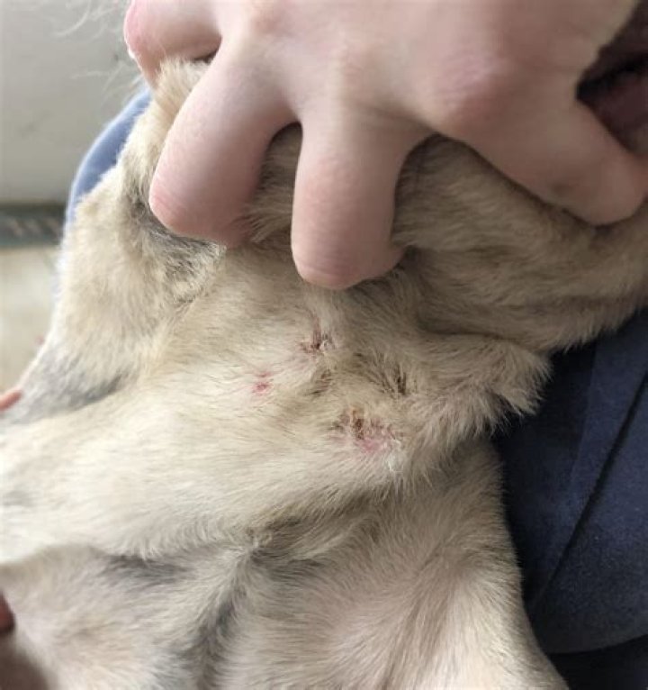 Can shock collar burn
