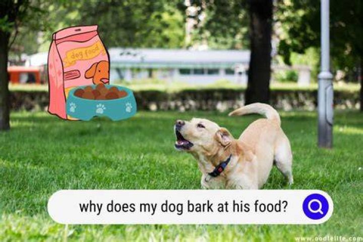 Can we use his for dog