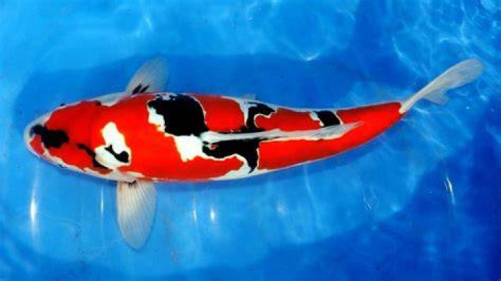 Can you buy koi online