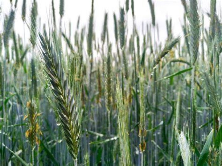 Can you eat winter rye