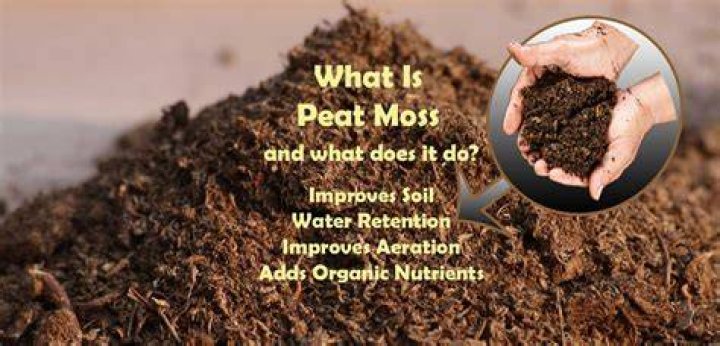 Can you grow peat moss