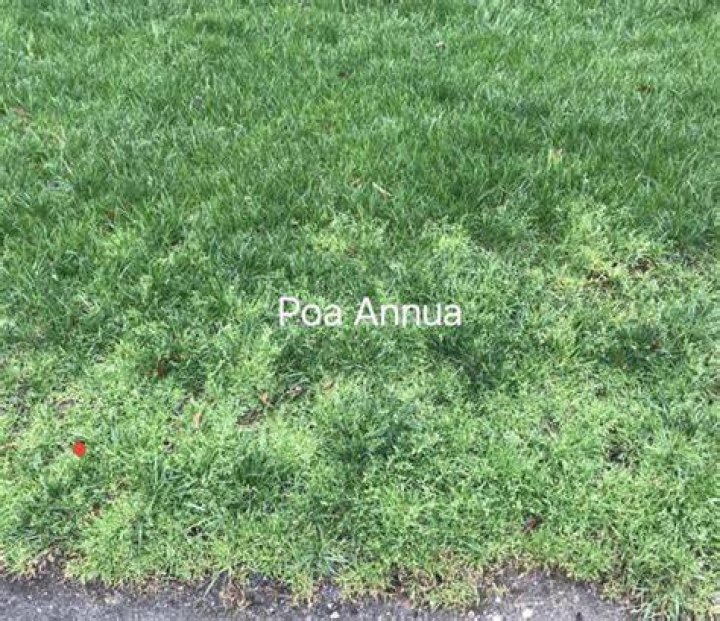 Can you pull poa annua
