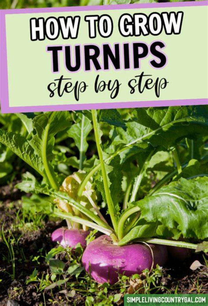 Can you regrow turnips