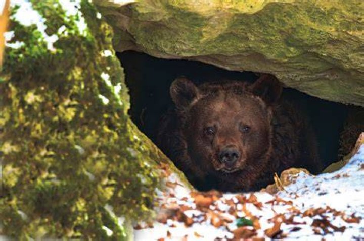 Do bears wake up during hibernation