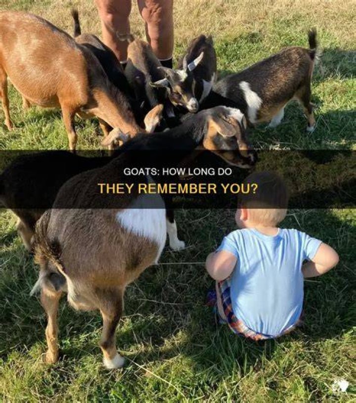 Do goats remember you