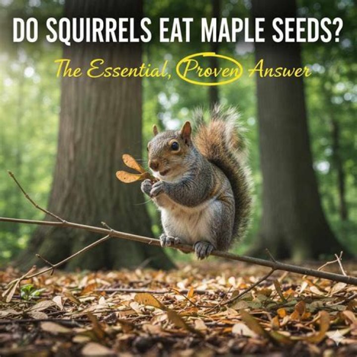 Do squirrels eat maple