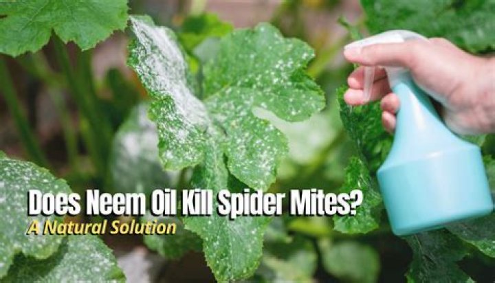 Does Cedar repel spider mites