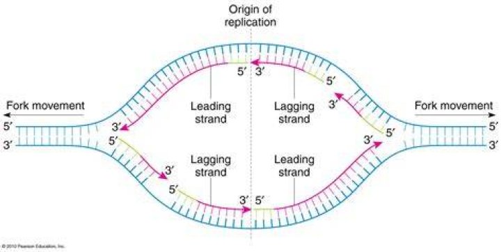 Does DNA replication proceed in one direction