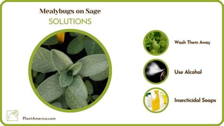 Does Sage get rid of bugs